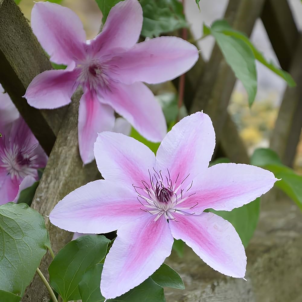 Clematis Vitalba flower seeds