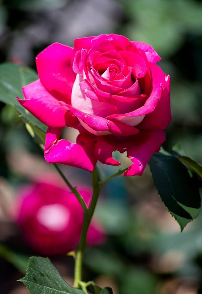 Rose Rosa flower seeds