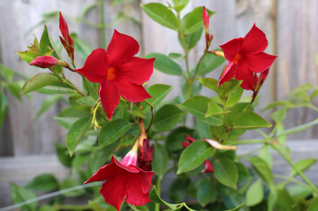 Sanderi flower seeds