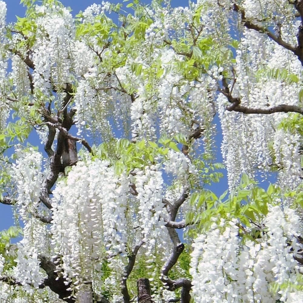 White Wisteria flower seeds