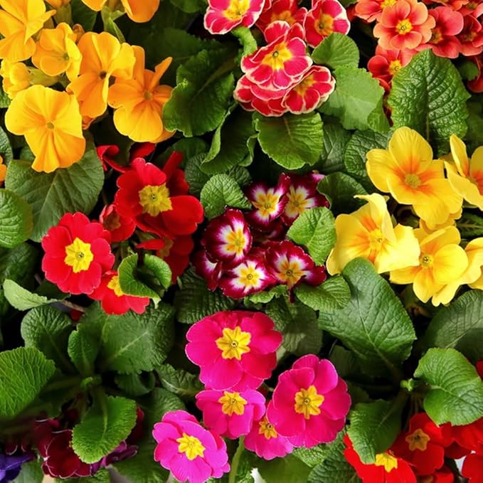 Primula Malacoides flower seeds