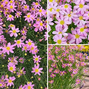 Calliopsis flower seeds