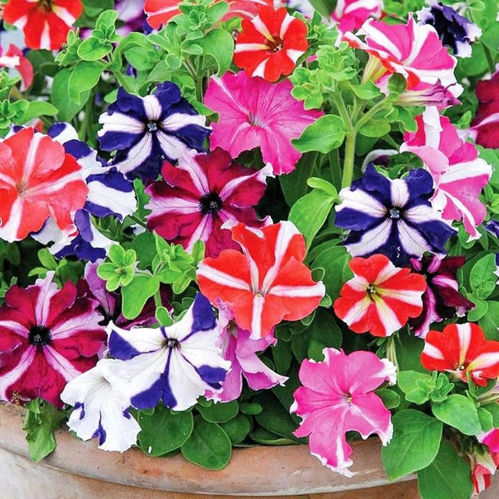 Mexican Petunia flower seeds