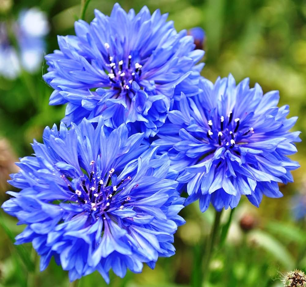 Cornflower flower seeds