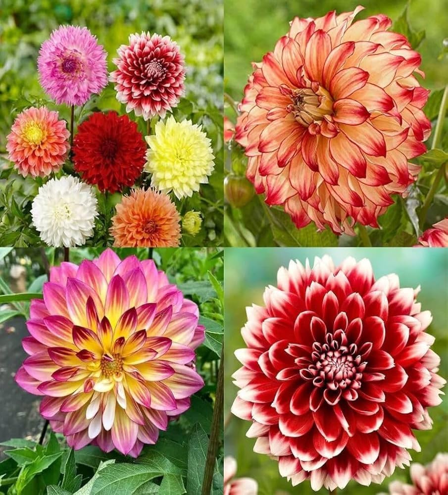 Giant flower seeds