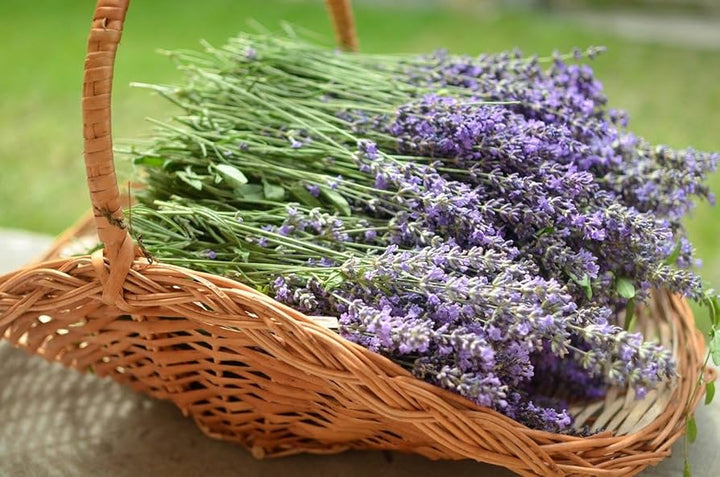Lavender Lavandula flower seeds