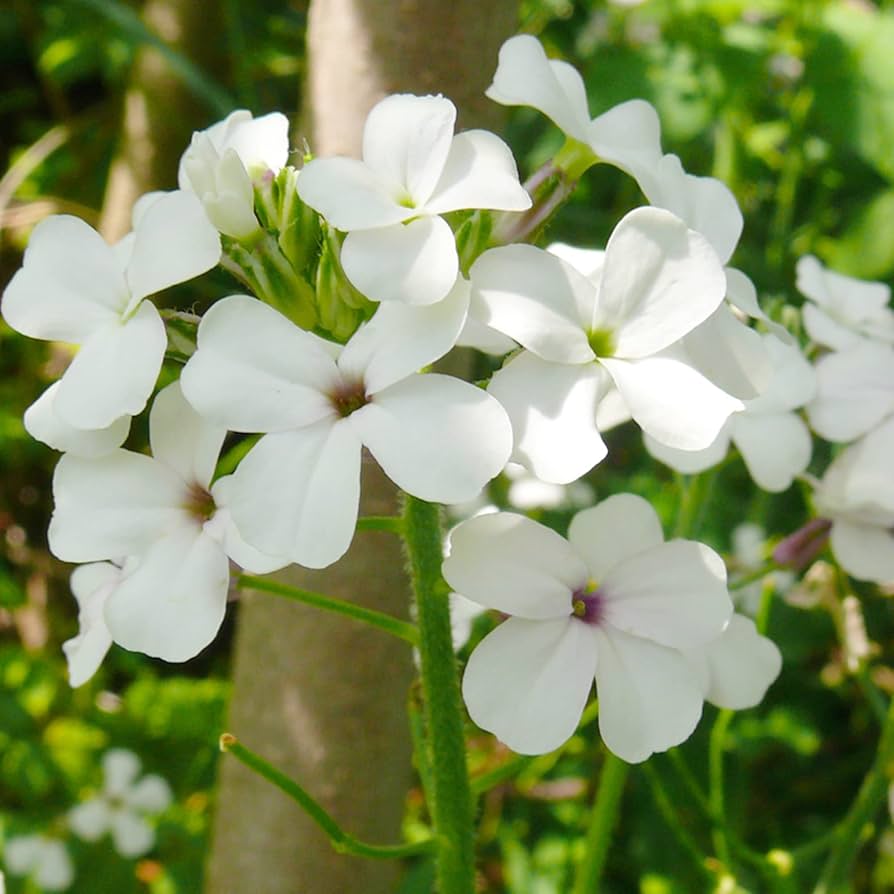 Dame S flower seeds