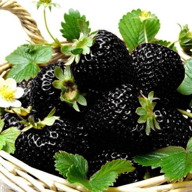 Black Strawberry Fruit Seeds for Planting – Heirloom Non-GMO Garden Seeds