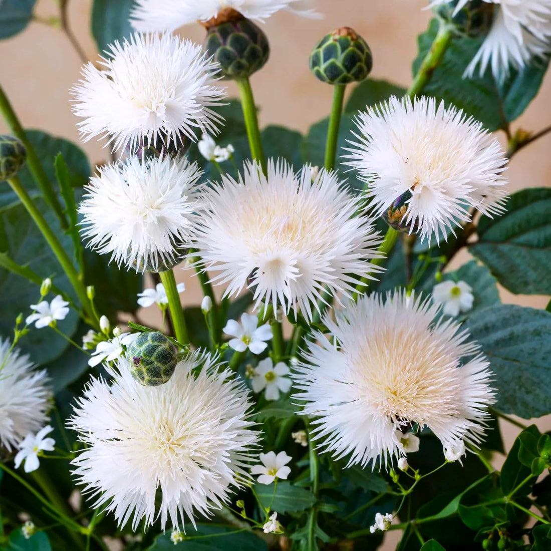 Centaurea Moschata flower seeds