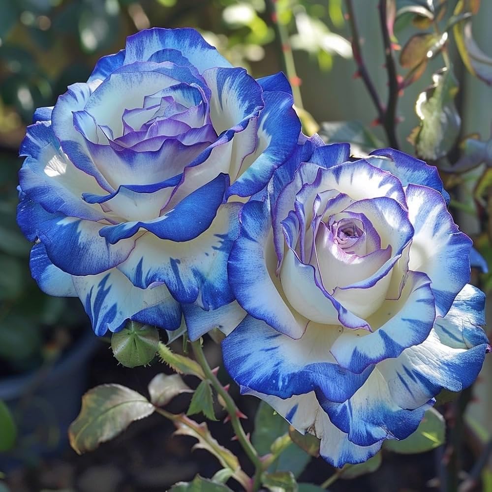 Light Blue flower seeds