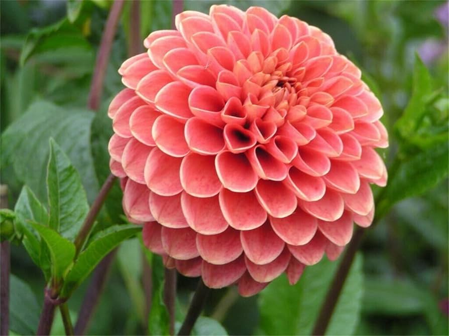 Dahlia flower seeds
