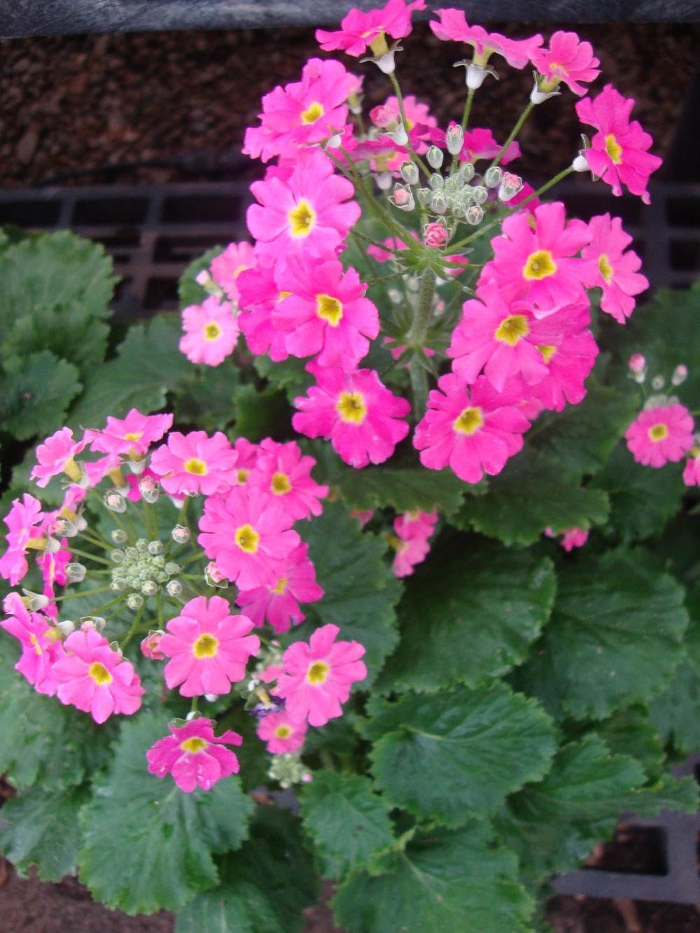 Primula Malacoides flower seeds