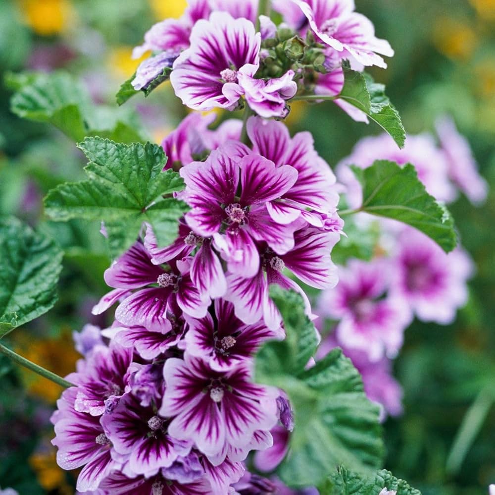 Malva flower seeds