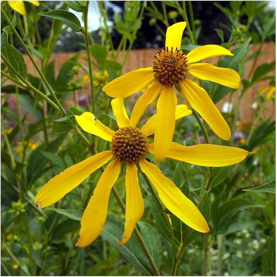 Golden Glow flower seeds