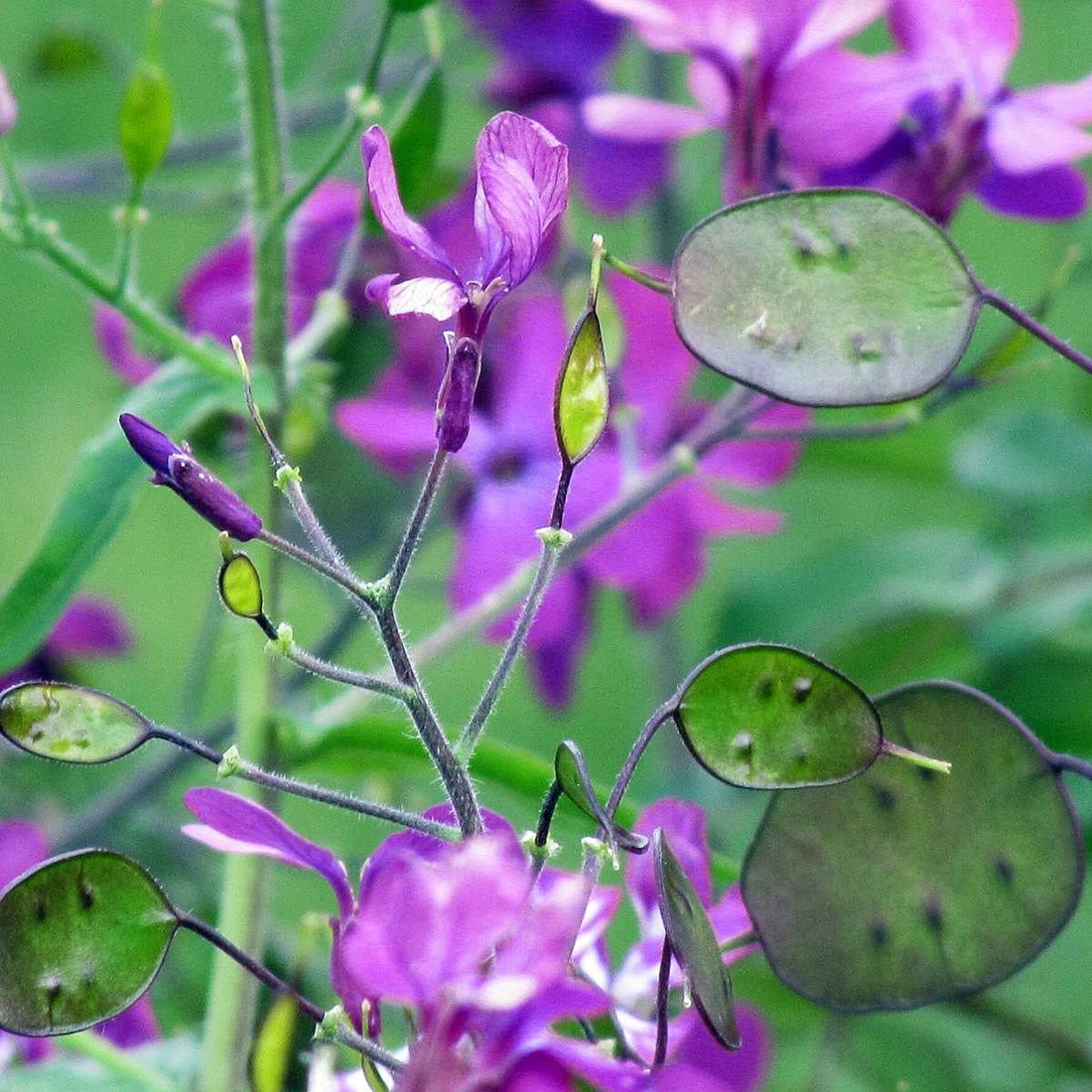 Lunaria Money flower seeds