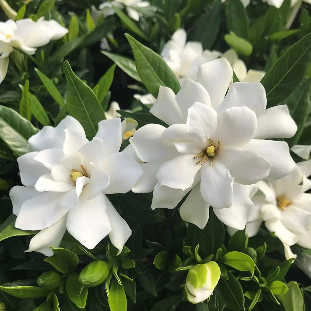 Gardenia flower seeds