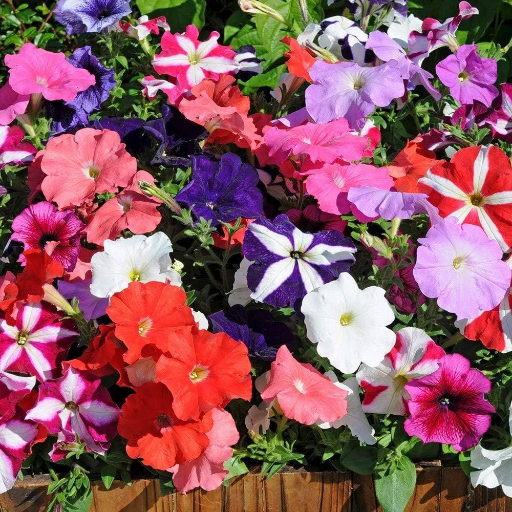 Pink Petunia flower seeds