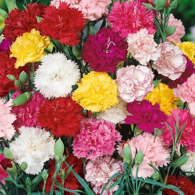 Carnation flower seeds
