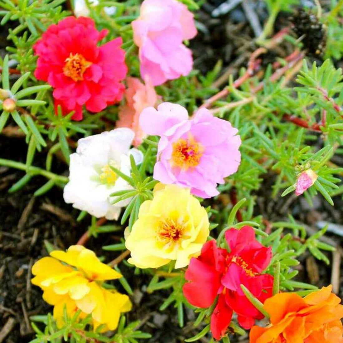 Moss Rose flower seeds