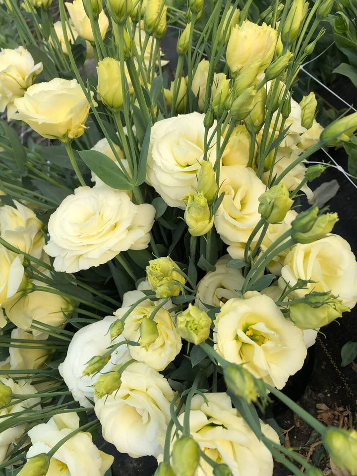 Light Yellow flower seeds
