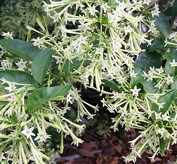Nocturnum flower seeds