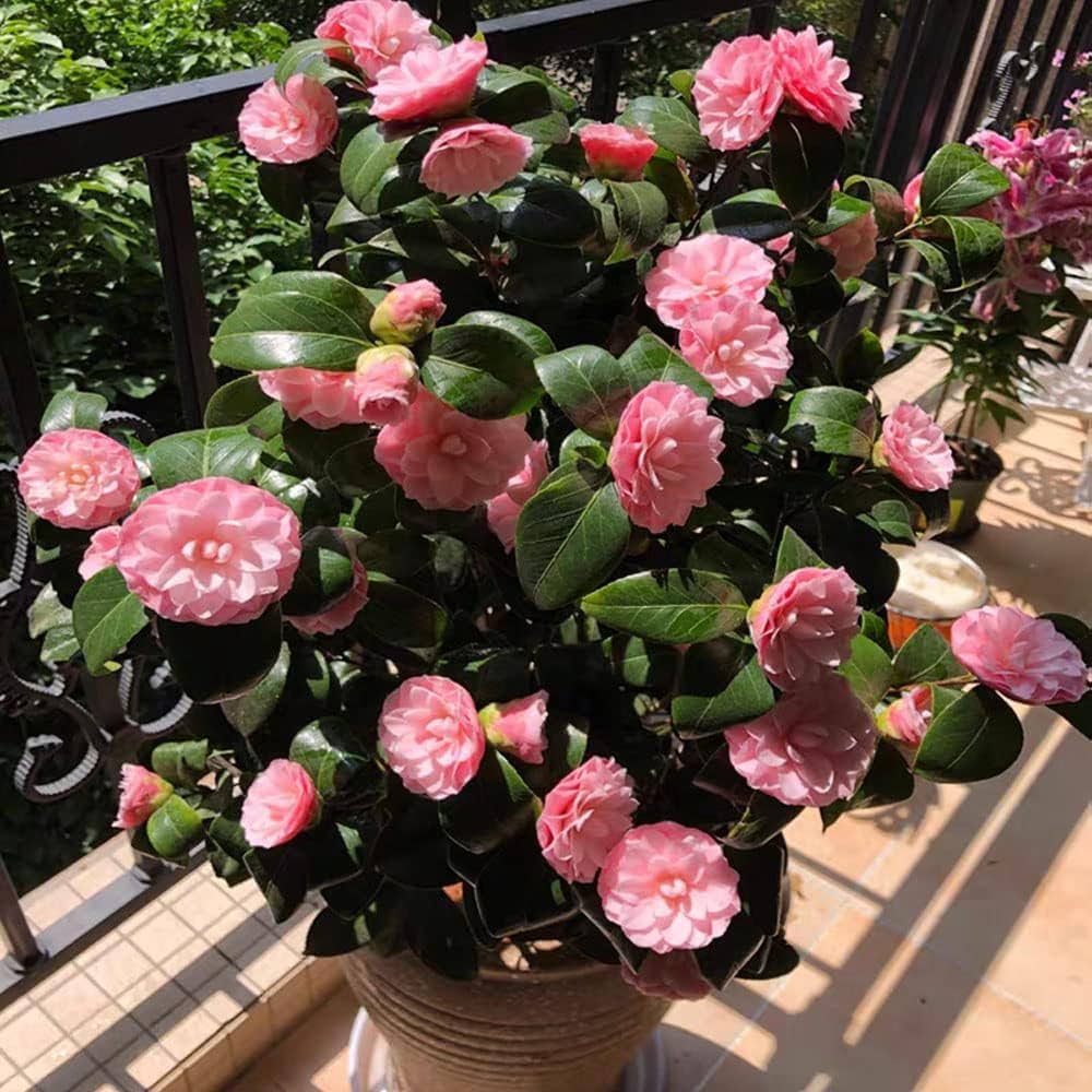 Pink Red flower seeds