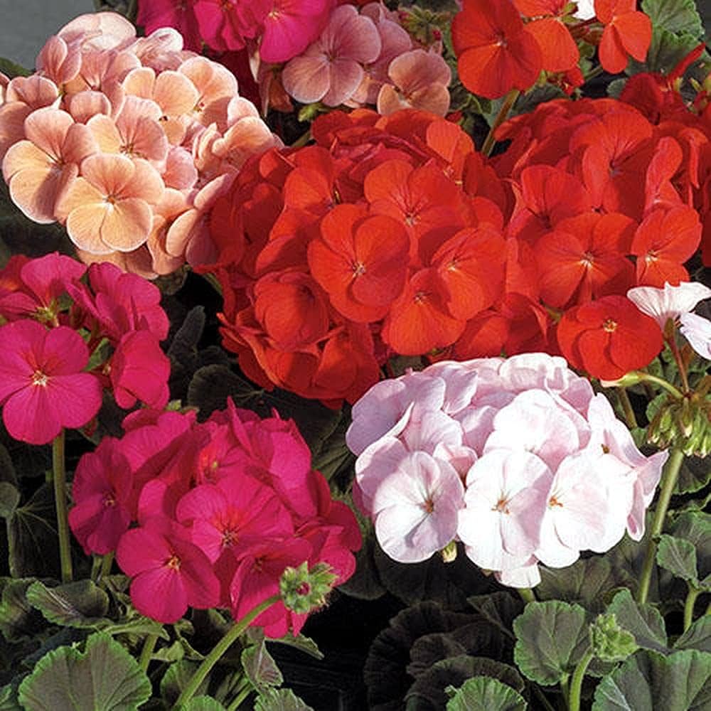 Light Red flower seeds