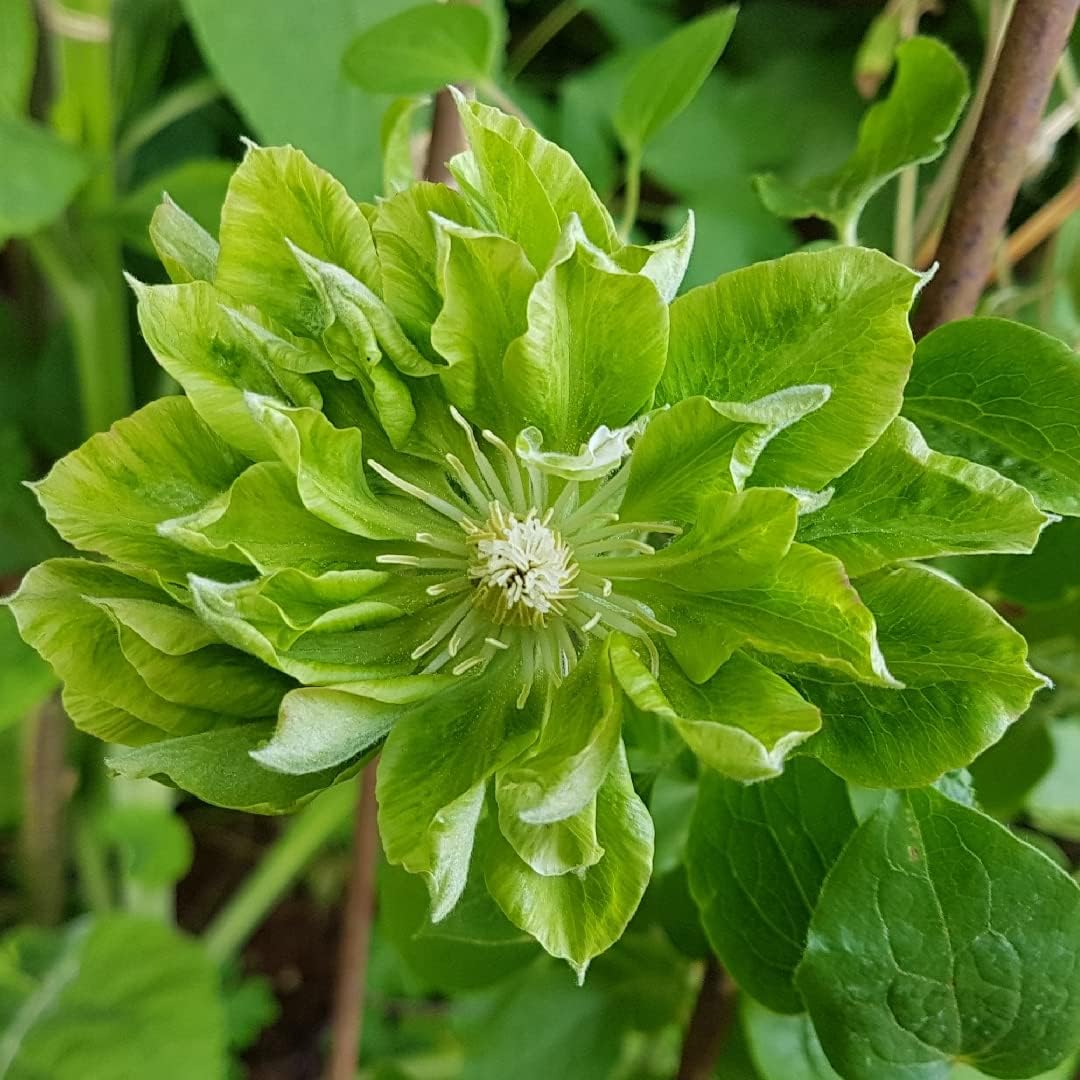 Green Clematis flower seeds