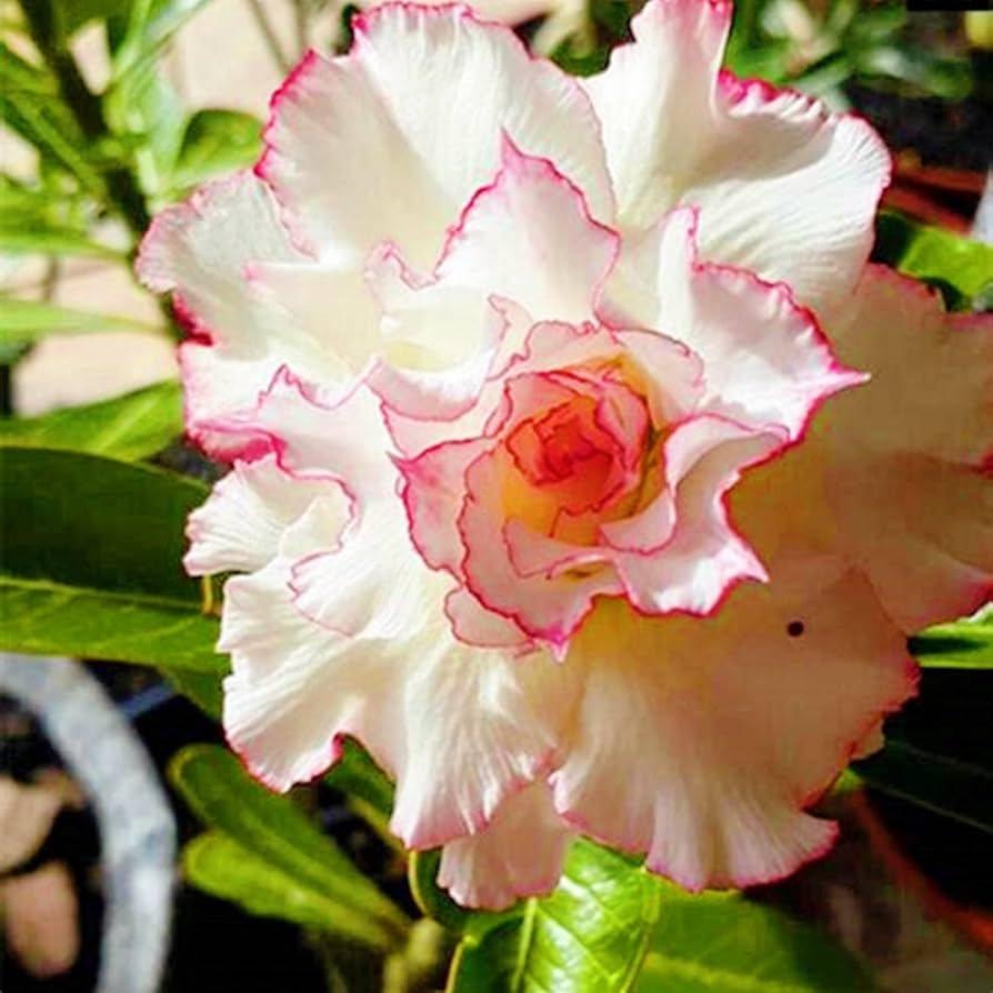 Cream Pink flower seeds