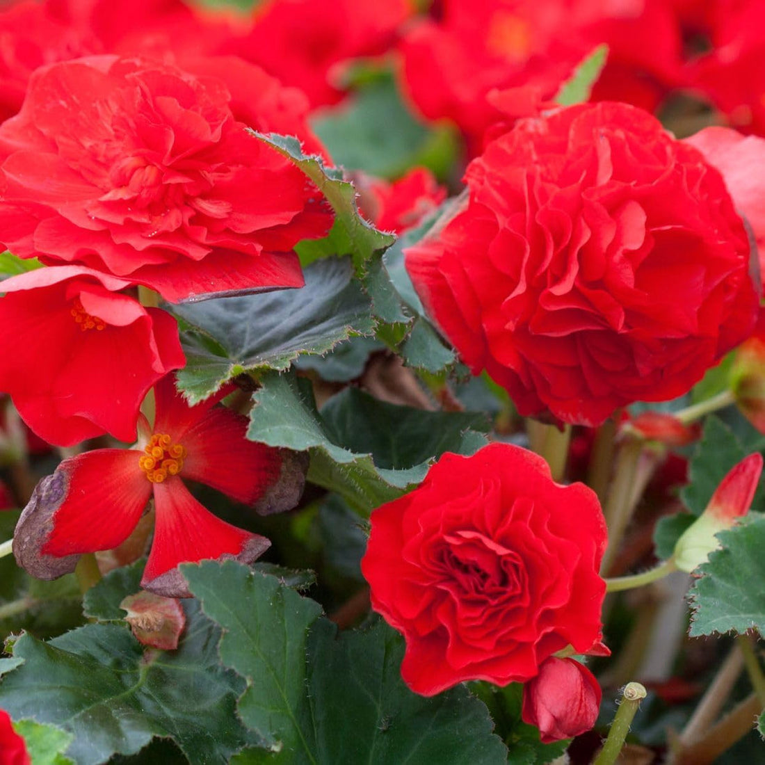 Tuberous Begonia flower seeds