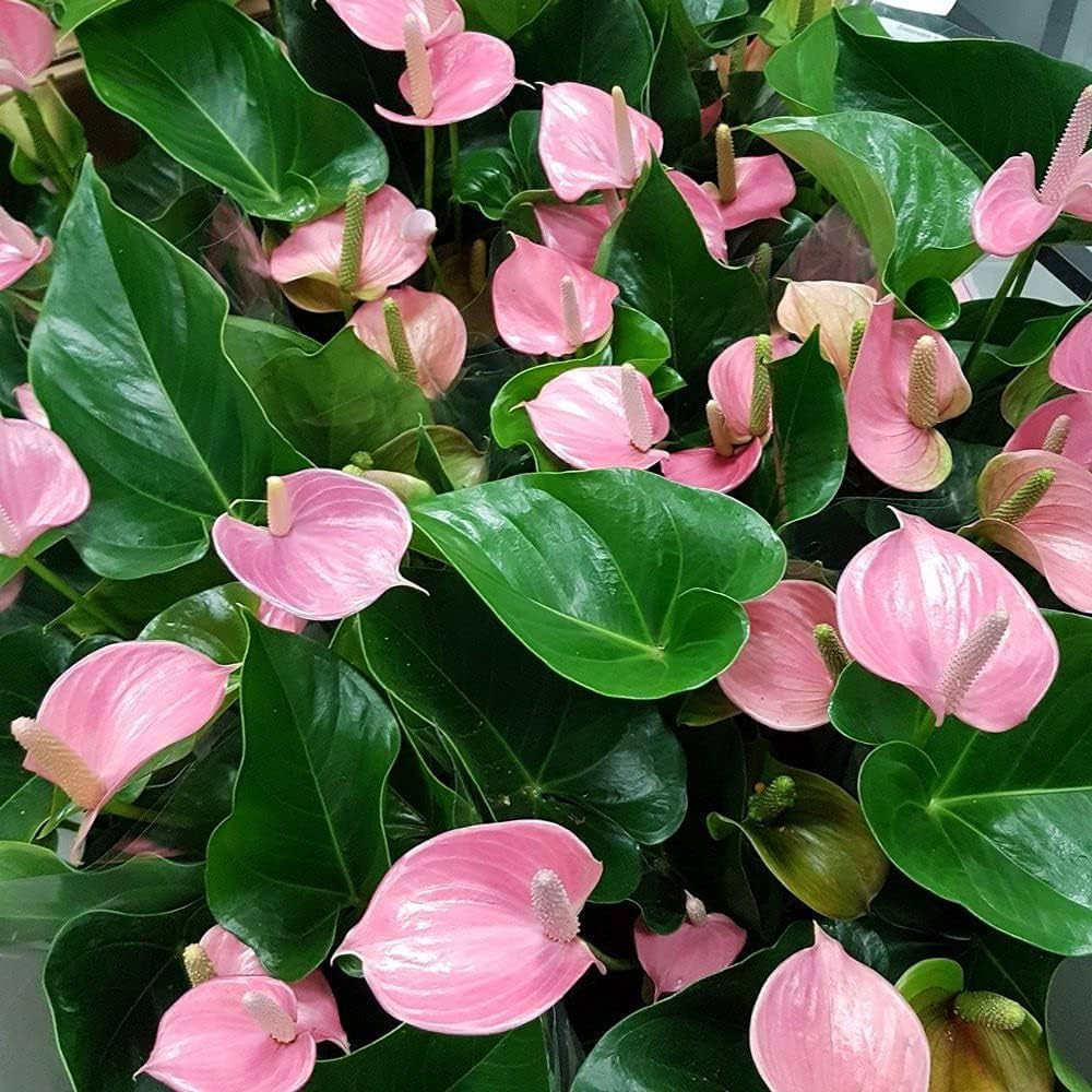 Baby Pink flower seeds