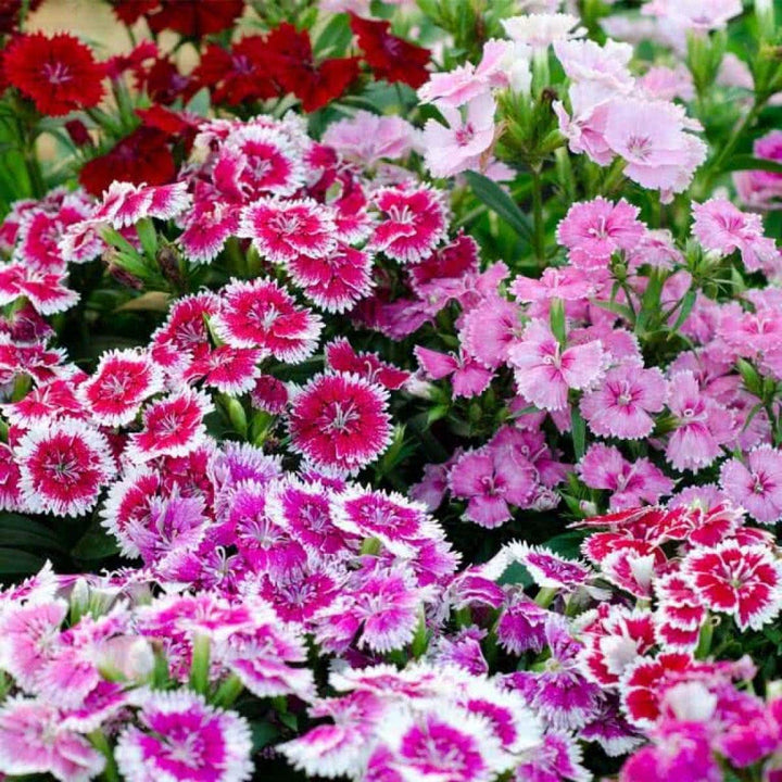 French Dianthus flower seeds
