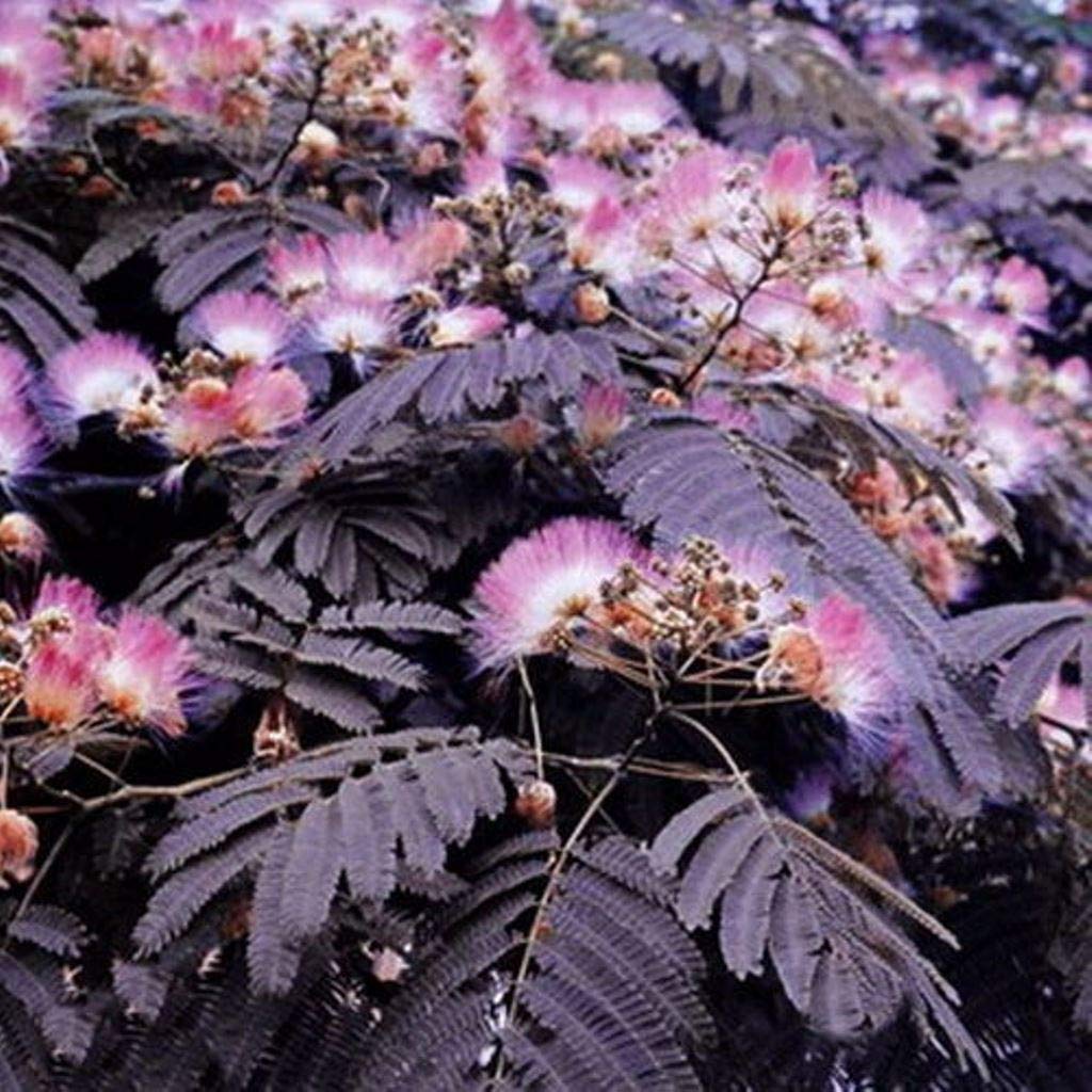 Chocolate Mimosa plant