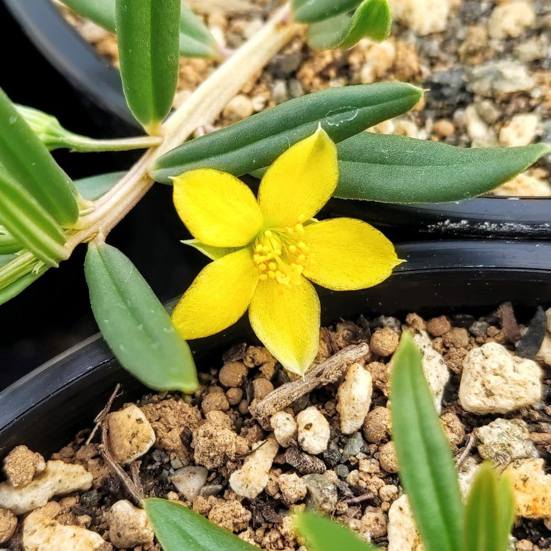 Talinum Caffrum flower seeds