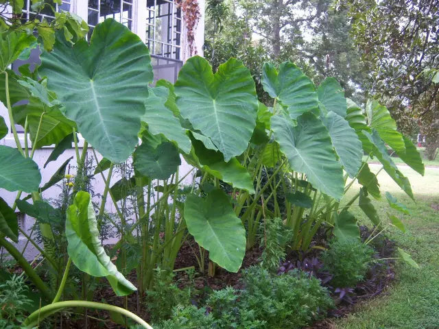 Colocasia Elephant flower seeds
