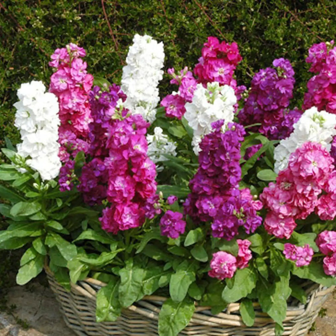 Matthiola Incana flower seeds