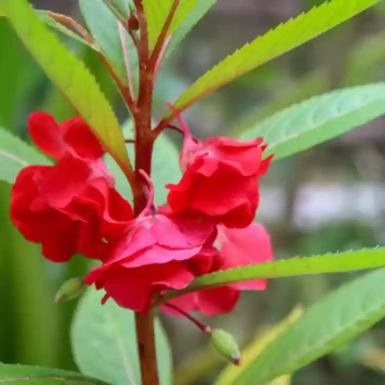 Balsamine flower seeds