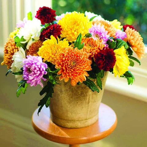 Chrysanthemum flower seeds
