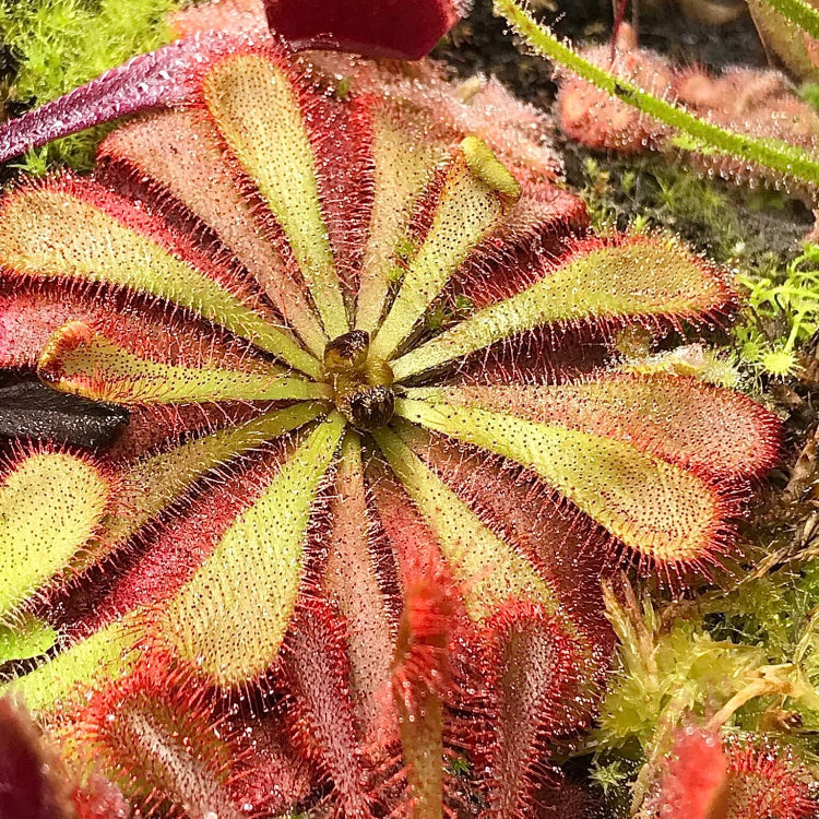 Alice Sundew plant