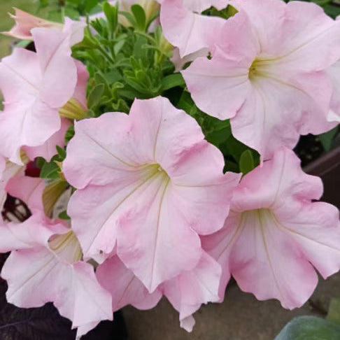 Baby Pink Petunia plant