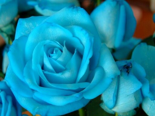 Sky Blue flower seeds