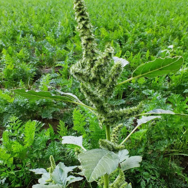 Retroflexus Amaranth plant