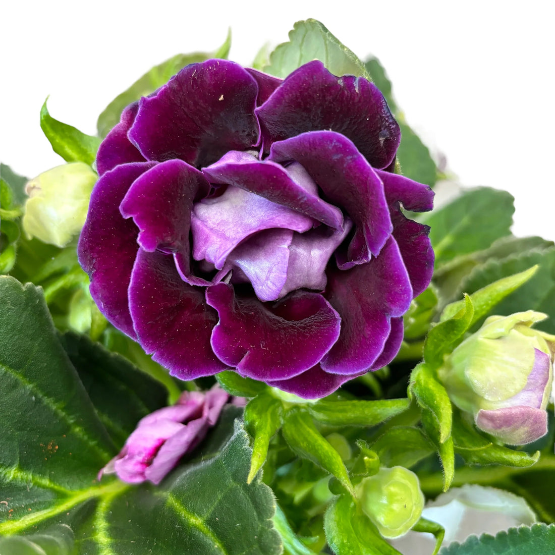 Deep Purple flower seeds