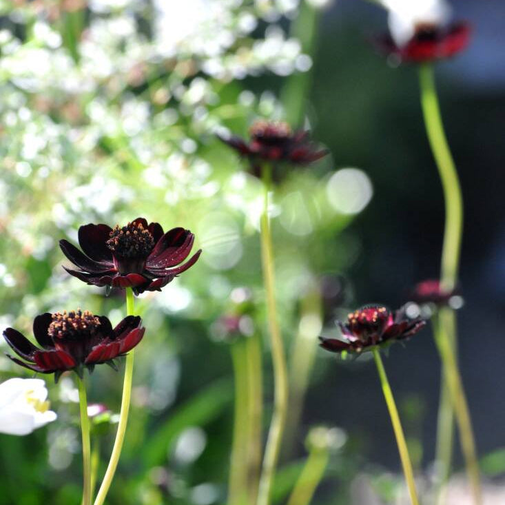 Chocolate Cosmos Cosmos plant