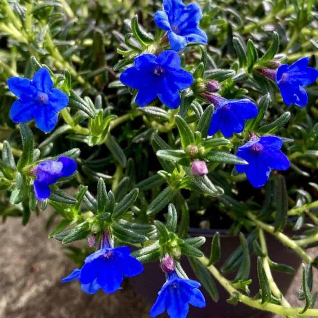 Glandora Diffusa plant
