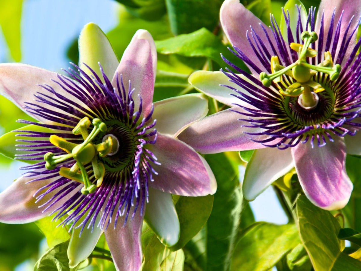 Purple Grandilla Passion plant