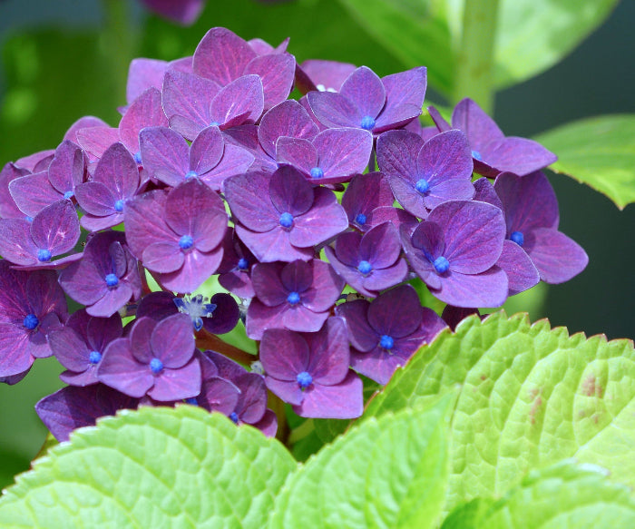 Dark Purple Hydrangea plant