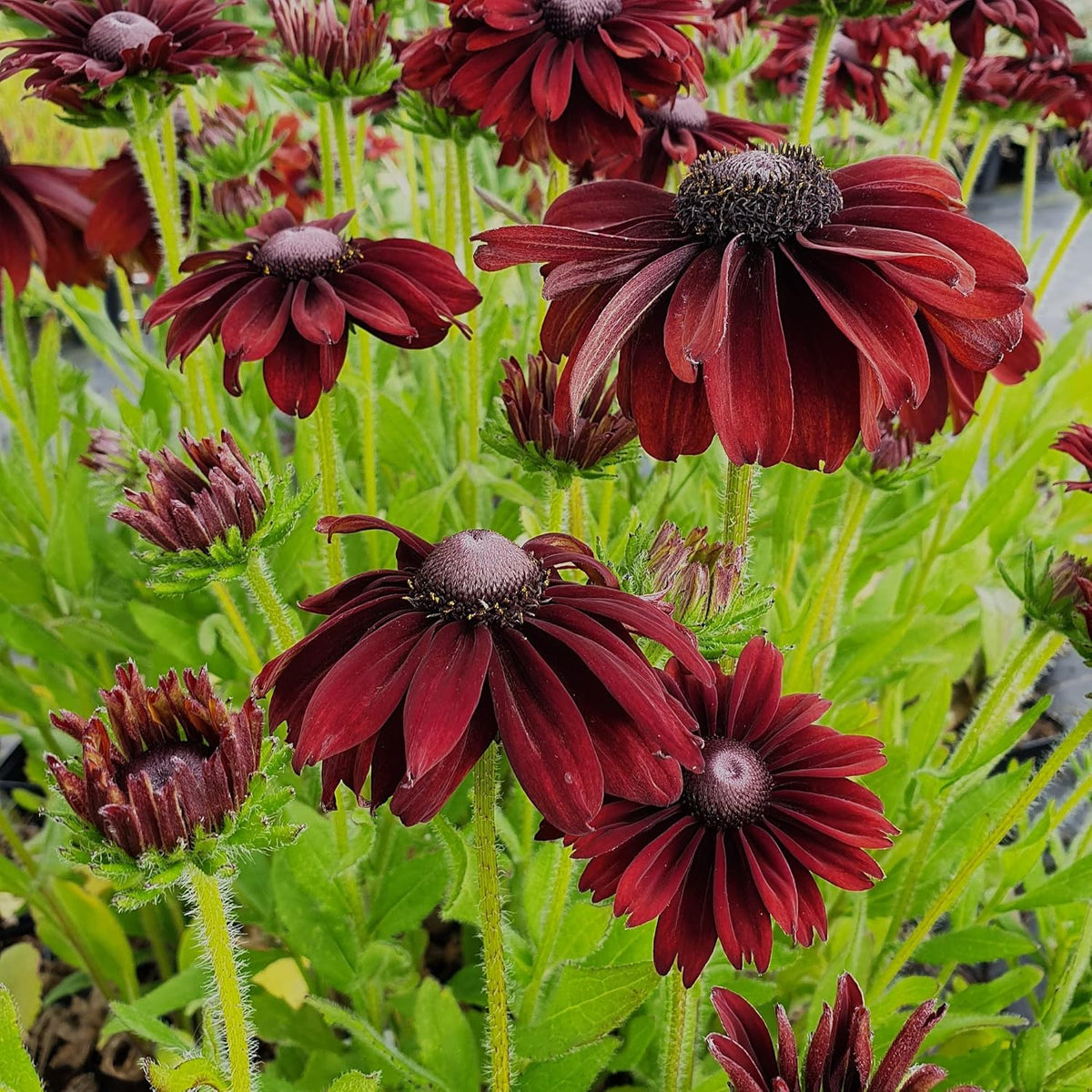 Cherry Brandy Rudbeckia plant