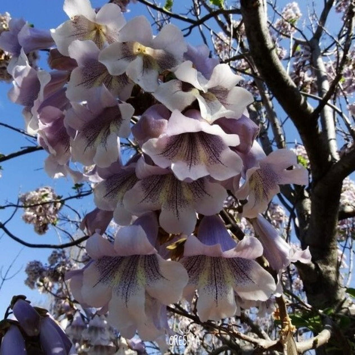 Fortunei Paulownia plant