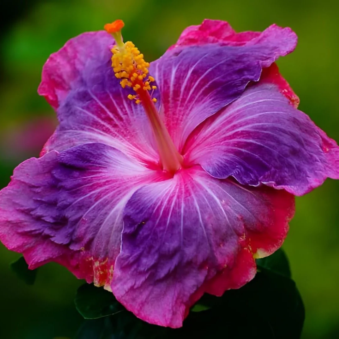 Rare Mixed Hibiscus plant